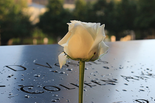 White Rose in front of memorial