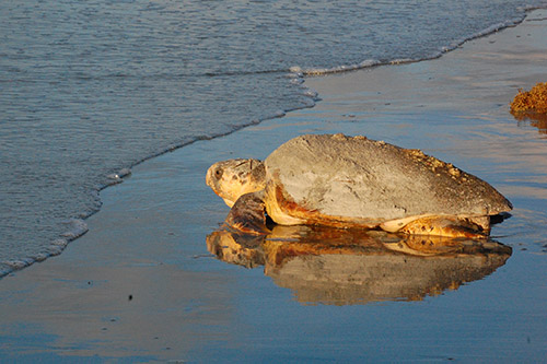 Adult Sea Turtle entering ocean